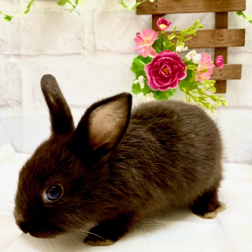 animal_image
