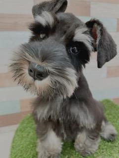 animal_image