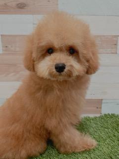 animal_image