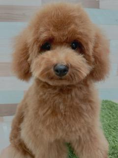 animal_image