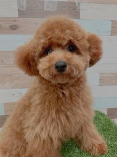 animal_image