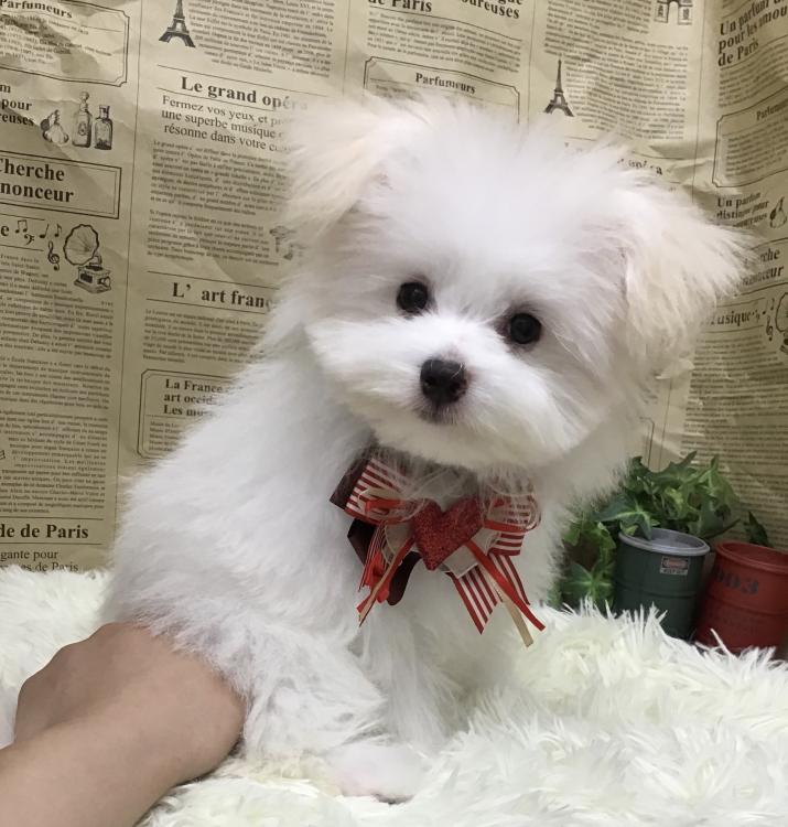 animal_image