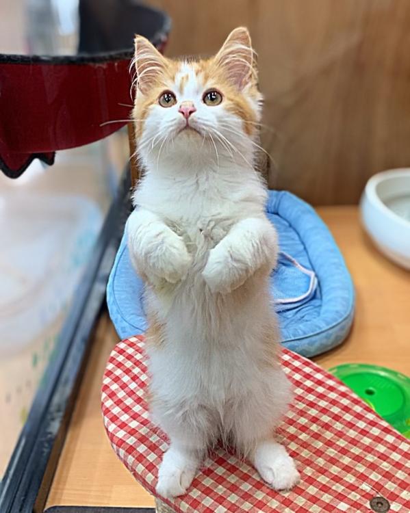 animal_image