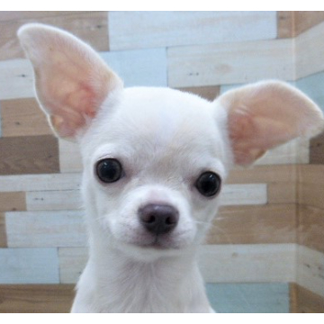 animal_image