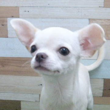 animal_image