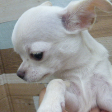 animal_image
