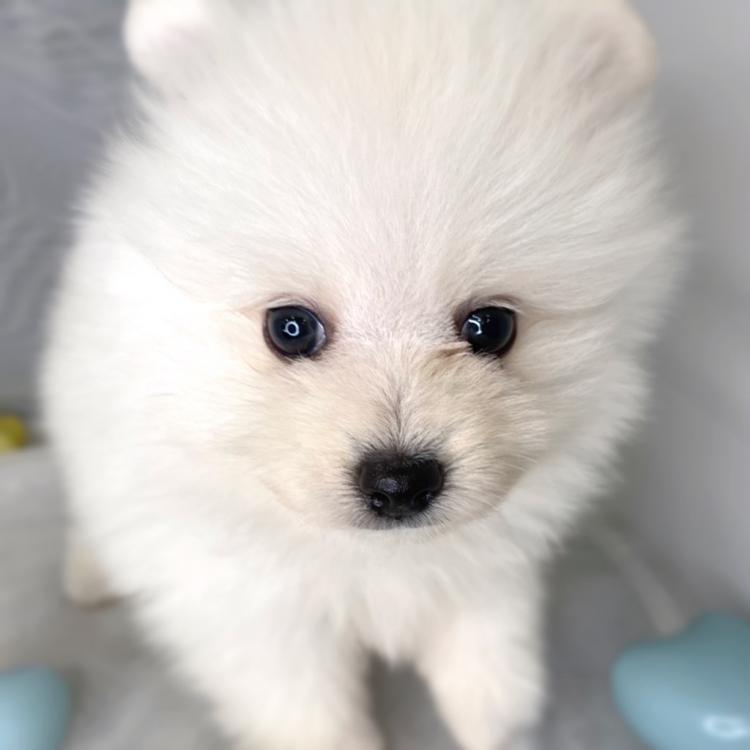 animal_image