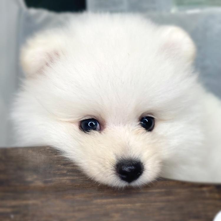animal_image