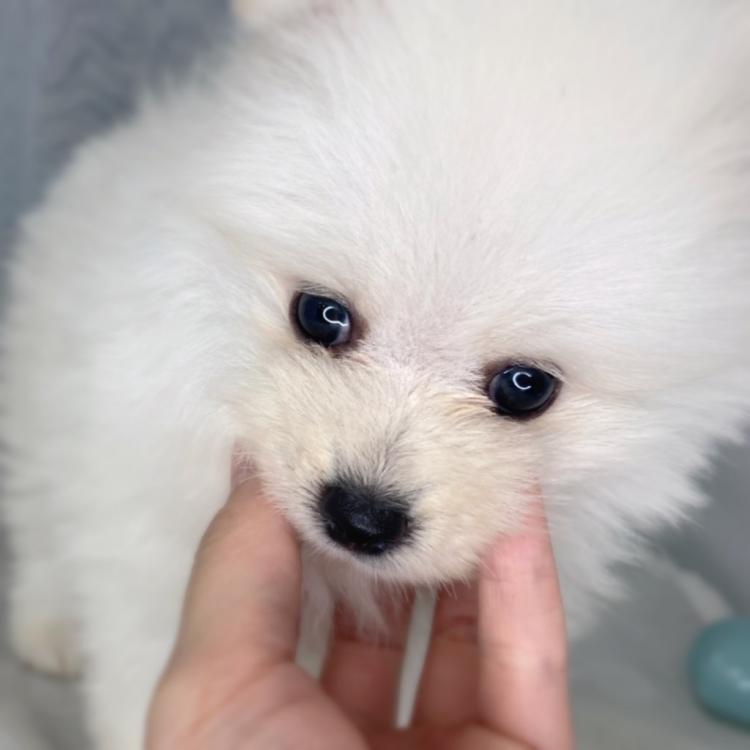 animal_image