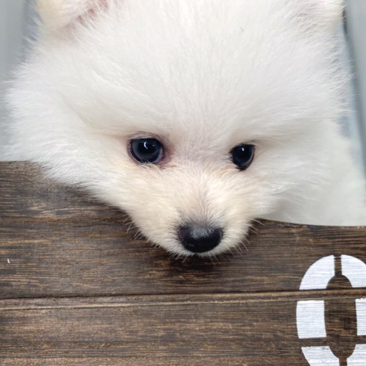 animal_image