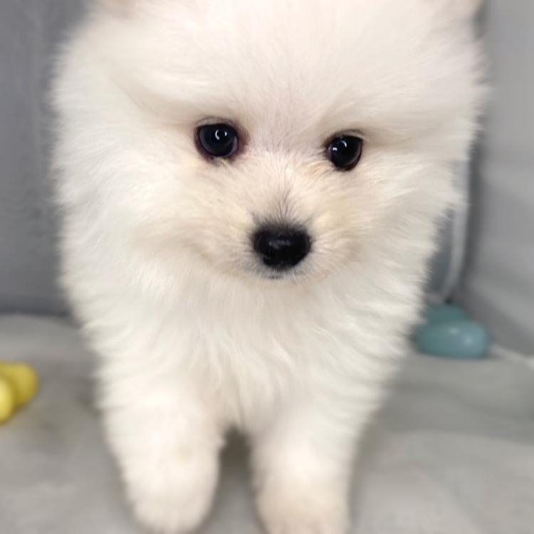 animal_image