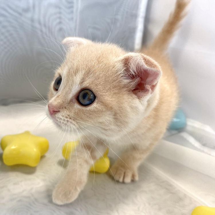 animal_image