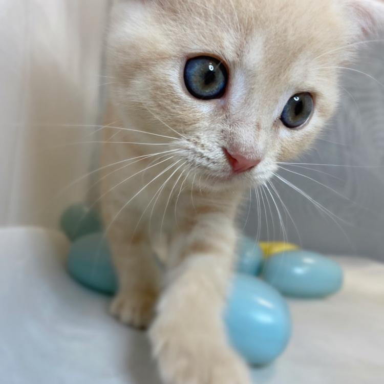 animal_image
