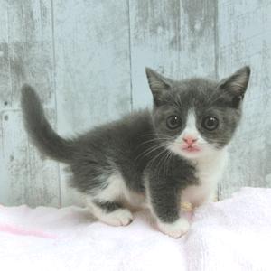 animal_image