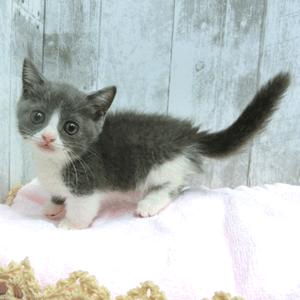 animal_image