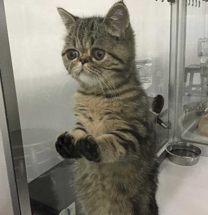 animal_image