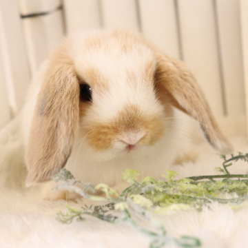 animal_image