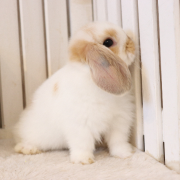 animal_image