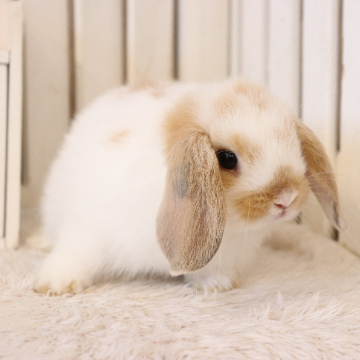 animal_image