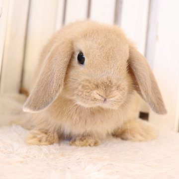 animal_image