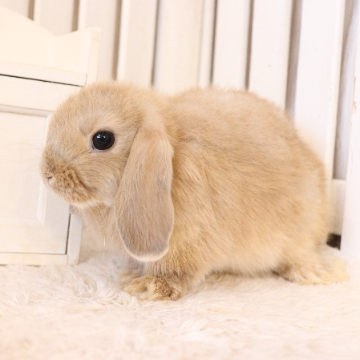 animal_image