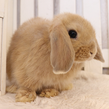 animal_image