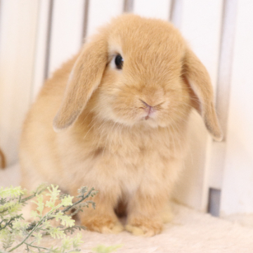 animal_image