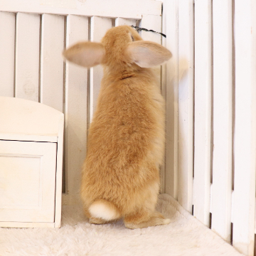animal_image