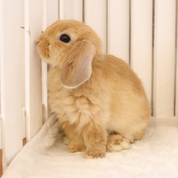 animal_image