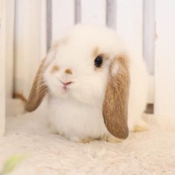 animal_image