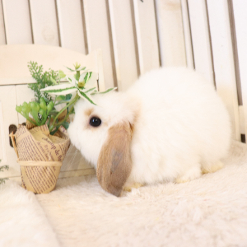 animal_image