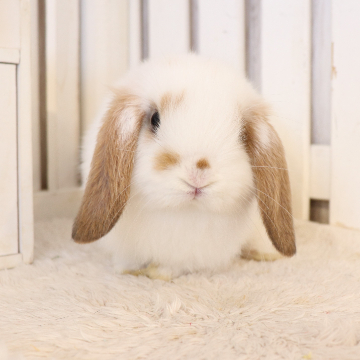 animal_image