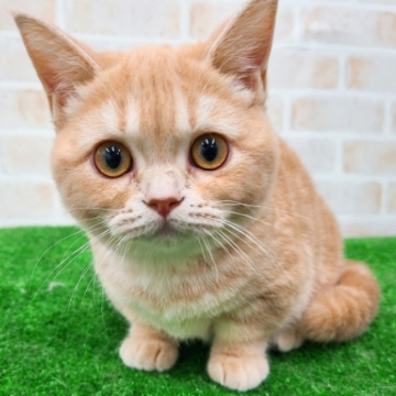animal_image