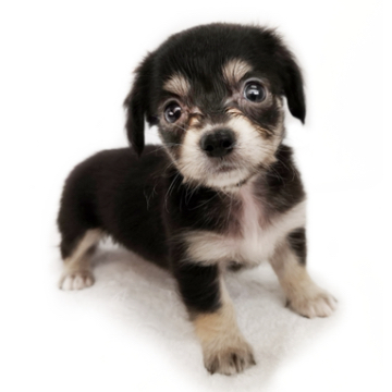 animal_image