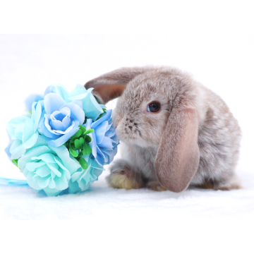 animal_image