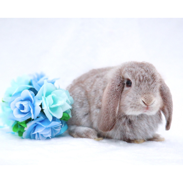 animal_image
