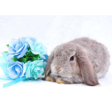 animal_image