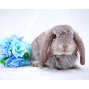 animal_image