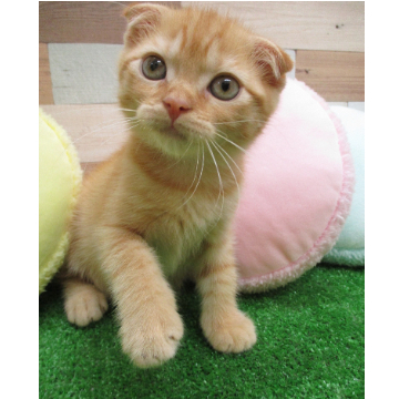 animal_image