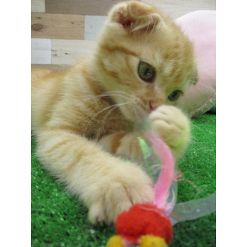 animal_image