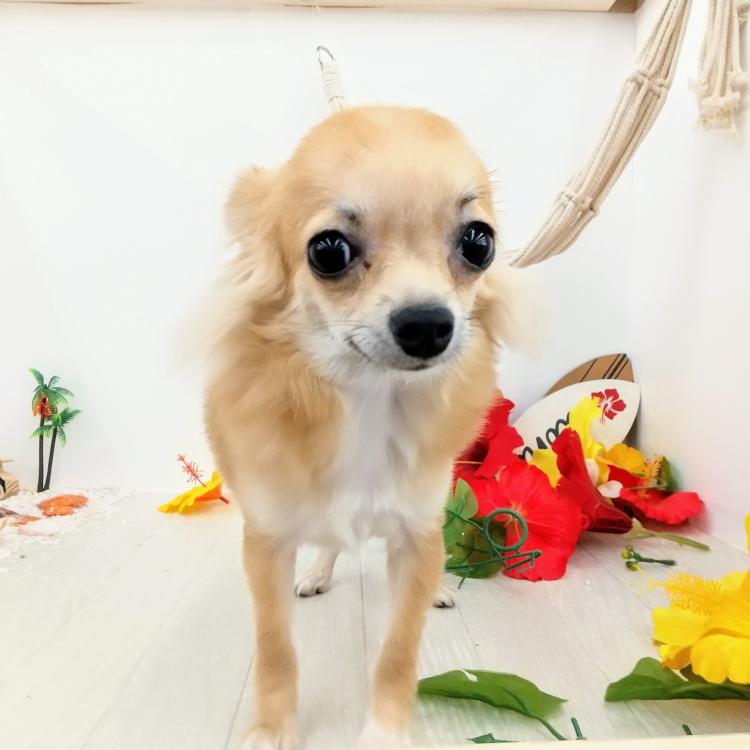 animal_image