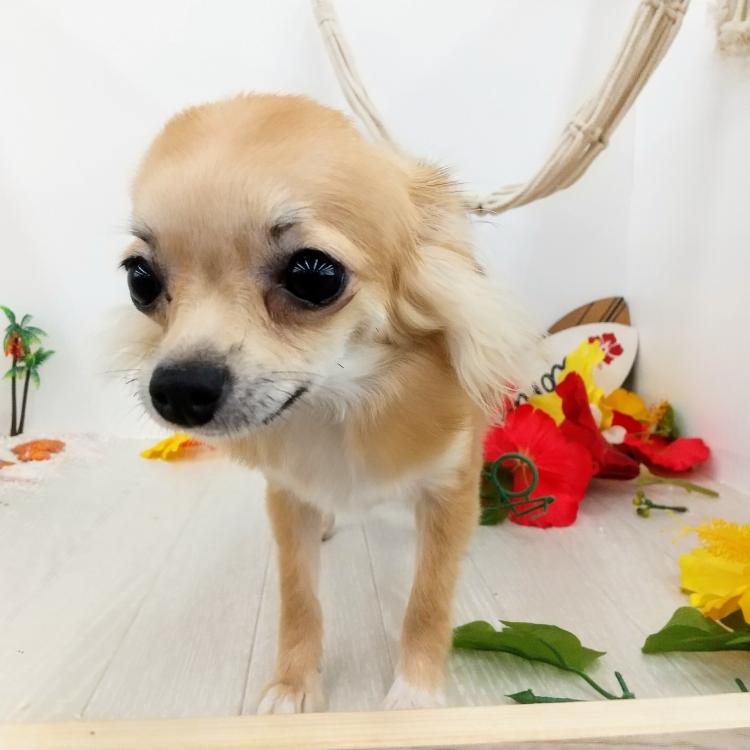 animal_image