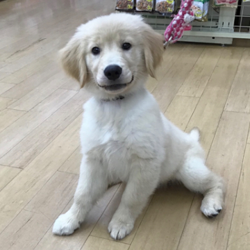 animal_image