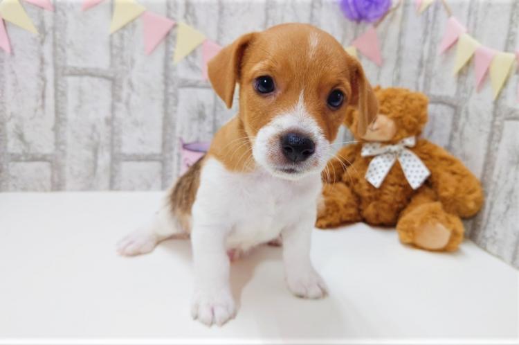 animal_image