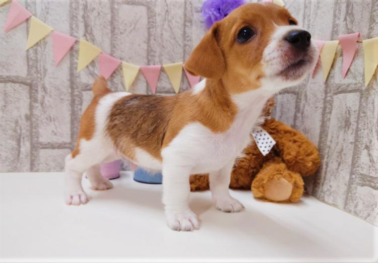 animal_image