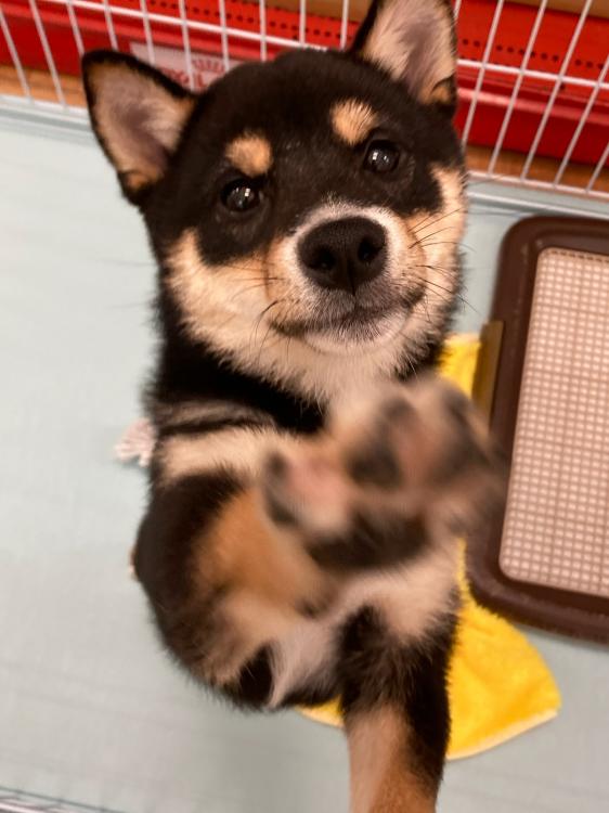 animal_image