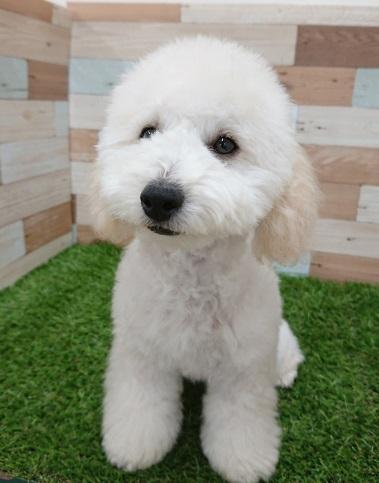animal_image