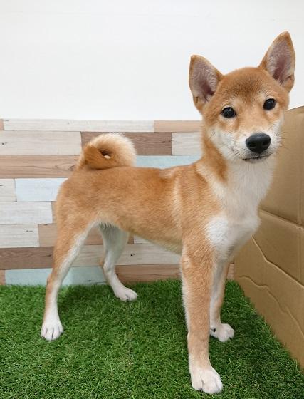 animal_image