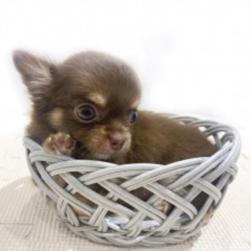 animal_image