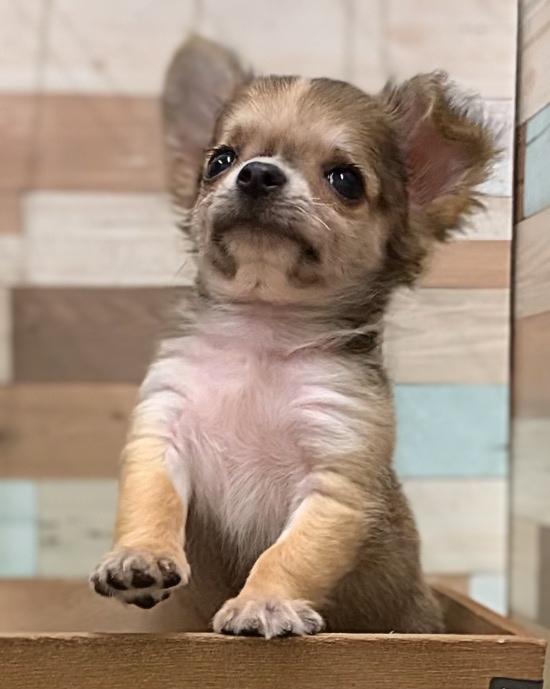 animal_image